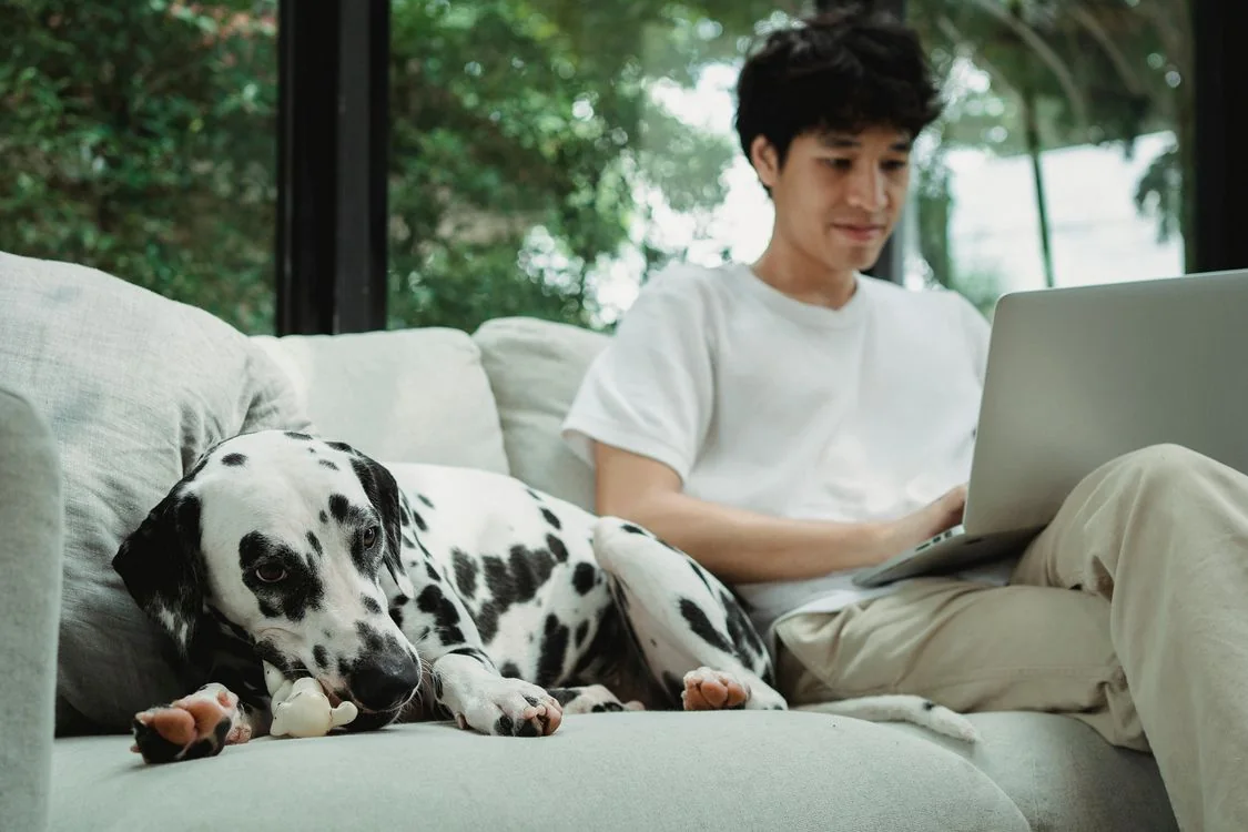 A person at home using a laptop beside a Dalmatian